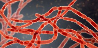 Could Your Disposable Gloves Be Making You Sick? bacteria-bacillus-anthracis-Kateryna-Kon 1929294578