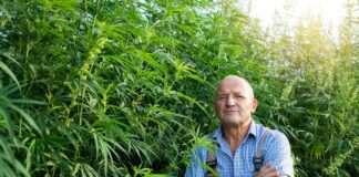 Master of Your Domain: How To Choose Your Head of Cultivation finding-a-master-grower