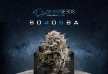 Booba and Silent Seeds Announce the Launch of a New Strain of Cannabis (THC), the B-45! photo of a cannabis nug in the foreground photoshopped onto an image of the moon and space silent seeds logo is at the top of the image