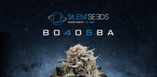 Booba and Silent Seeds Announce the Launch of a New Strain of Cannabis (THC), the B-45! photo of a cannabis nug in the foreground photoshopped onto an image of the moon and space silent seeds logo is at the top of the image