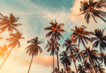 Opinion: The Evolution of Cannabis in California Copy space of silhouette tropical palm tree with sun light on sunset sky and cloud abstract background. Summer vacation and nature travel adventure concept. Vintage tone filter effect color style.