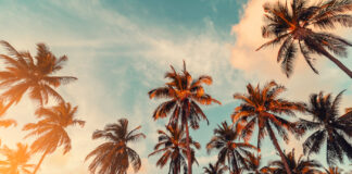 Opinion: The Evolution of Cannabis in California Copy space of silhouette tropical palm tree with sun light on sunset sky and cloud abstract background. Summer vacation and nature travel adventure concept. Vintage tone filter effect color style.