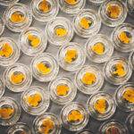 Which Is the Better Extraction Method: Solvent or Solventless? cannabis-extraction-equipment-shutterstock 1325526098