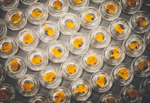 Which Is the Better Extraction Method: Solvent or Solventless? cannabis-extraction-equipment-shutterstock 1325526098