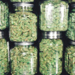Curing Cannabis to Preserve Terpenes and Retail Prices curing cannabis in mason jars to finish the product