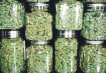 Curing Cannabis to Preserve Terpenes and Retail Prices curing cannabis in mason jars to finish the product