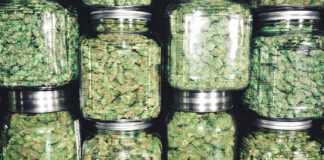 Curing Cannabis to Preserve Terpenes and Retail Prices curing cannabis in mason jars to finish the product