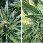 Emerald Cup Partners With Boveda to Preserve Terpenes as well as Cannabis Culture two close up photos of cannabis plants highlighting the crystal-like appearance of the leaves