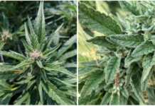 Emerald Cup Partners With Boveda to Preserve Terpenes as well as Cannabis Culture two close up photos of cannabis plants highlighting the crystal-like appearance of the leaves