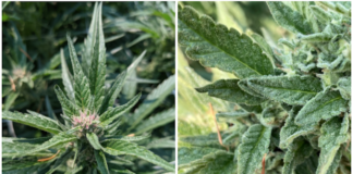 Emerald Cup Partners With Boveda to Preserve Terpenes as well as Cannabis Culture two close up photos of cannabis plants highlighting the crystal-like appearance of the leaves