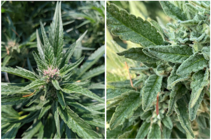 two close up photos of cannabis plants highlighting the crystal-like appearance of the leaves