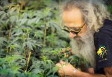 Mr. Natural Full Spectrum Hash RSO Launches in Nevada bob luciano aka mr natural is photographed caring for his cannabis plants he is wearing glasses a black t shirt with mr natural printed on the sleeve and he has a big white beard and unruly white hair