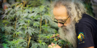 Mr. Natural Full Spectrum Hash RSO Launches in Nevada bob luciano aka mr natural is photographed caring for his cannabis plants he is wearing glasses a black t shirt with mr natural printed on the sleeve and he has a big white beard and unruly white hair