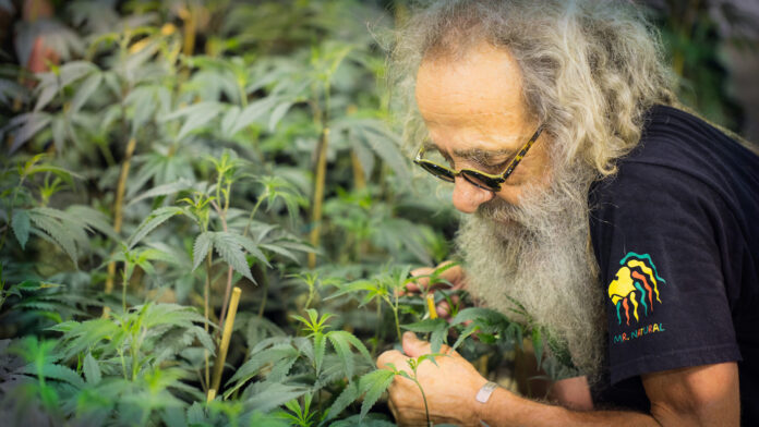 bob luciano aka mr natural is photographed caring for his cannabis plants he is wearing glasses a black t shirt with mr natural printed on the sleeve and he has a big white beard and unruly white hair