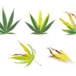Spotting Nutrient Deficiencies before It’s Too Late 5 cannabis hemp marijuana leaves with nutrient deficiencies