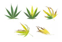 Spotting Nutrient Deficiencies before It’s Too Late 5 cannabis hemp marijuana leaves with nutrient deficiencies