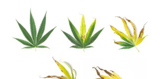 Spotting Nutrient Deficiencies before It’s Too Late 5 cannabis hemp marijuana leaves with nutrient deficiencies