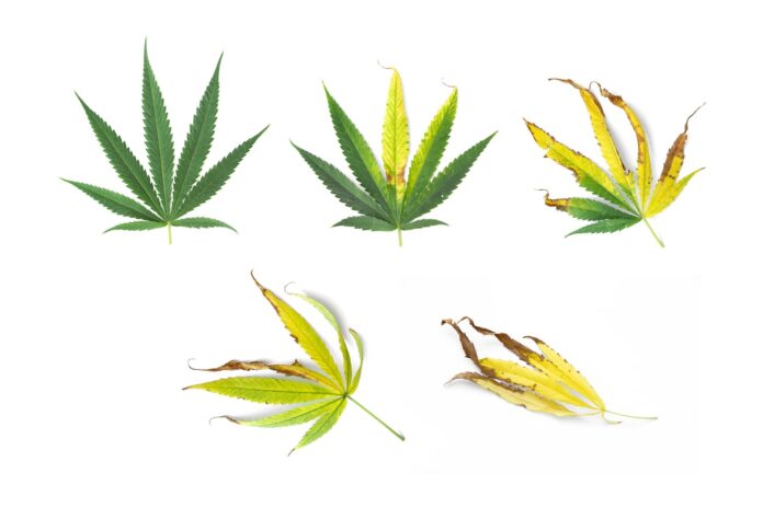 5 cannabis hemp marijuana leaves with nutrient deficiencies