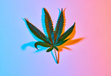 Dealing with Common Cannabis Leaf Problems in the Garden Sativa-leaning cannabis leaf shot top down over blue background that fades to pink