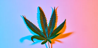 Dealing with Common Cannabis Leaf Problems in the Garden Sativa-leaning cannabis leaf shot top down over blue background that fades to pink