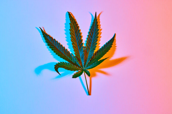 Sativa-leaning cannabis leaf shot top down over blue background that fades to pink