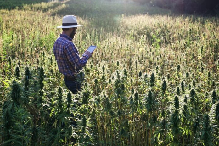 hemp farmer examining his crops to spot issues like leaf problems