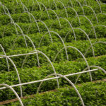 California Looks to Spare Cultivators from Suffocating Taxes cannabis hemp plans on a large cultivation farm