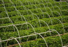 California Looks to Spare Cultivators from Suffocating Taxes cannabis hemp plans on a large cultivation farm