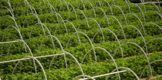 California Looks to Spare Cultivators from Suffocating Taxes cannabis hemp plans on a large cultivation farm