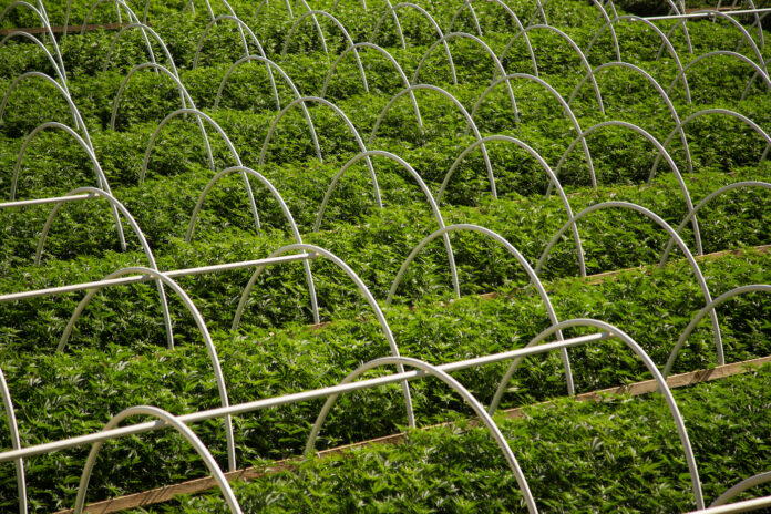 cannabis hemp plans on a large cultivation farm
