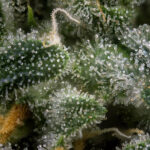 Terpenes Over THC: Redefining the Perception of Quality Abstract macro detail of cannabis bud (green crack marijuana strain) with visible hairs and trichomes