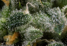 Terpenes Over THC: Redefining the Perception of Quality Abstract macro detail of cannabis bud (green crack marijuana strain) with visible hairs and trichomes
