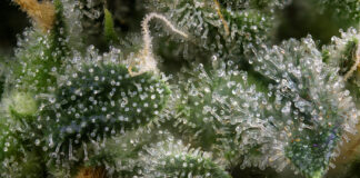 Terpenes Over THC: Redefining the Perception of Quality Abstract macro detail of cannabis bud (green crack marijuana strain) with visible hairs and trichomes