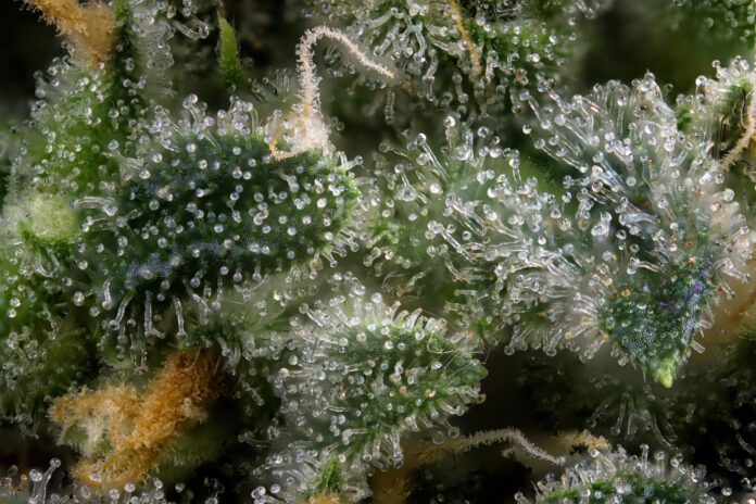 Abstract macro detail of cannabis bud (green crack marijuana strain) with visible hairs and trichomes