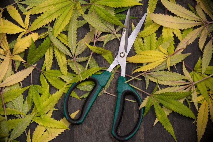 Trimming scissors with cannabis leaves over dark background - medical marijuana farming concept