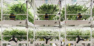 Keep Things Moving with Pipp Horticulture’s Mobile Vertical Grow Racks Urban Wellness Albuquerque New Mexico Vertical Grow Facility-1