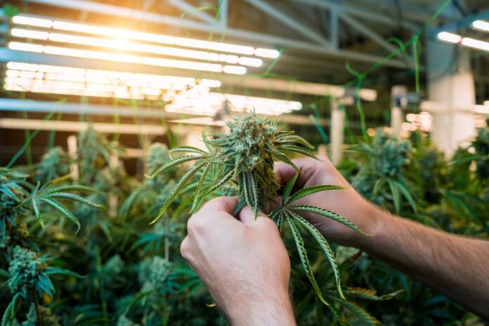 indoor cannabis grow with ripe buds under inspection by two male hands
