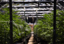 California Ends Cannabis Cultivation Tax to Curb Illicit Sales cannabis cultivation indoor farm rows of plants