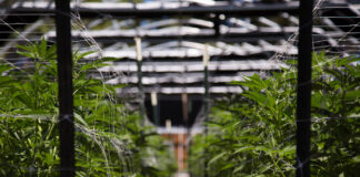 California Ends Cannabis Cultivation Tax to Curb Illicit Sales cannabis cultivation indoor farm rows of plants
