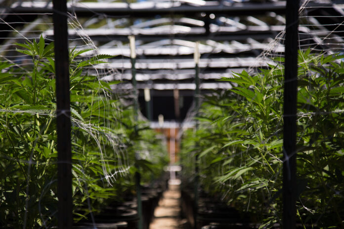 cannabis cultivation indoor farm rows of plants