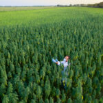 Evolve Formulas Food Truck Event at Lightshade-Peoria Provides Meals for 800 in Need Areal shoot of scientist with magnifying glass observing CBD hemp plants on marijuana field