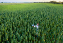 Evolve Formulas Food Truck Event at Lightshade-Peoria Provides Meals for 800 in Need Areal shoot of scientist with magnifying glass observing CBD hemp plants on marijuana field