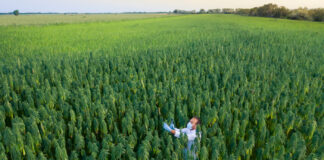 Evolve Formulas Food Truck Event at Lightshade-Peoria Provides Meals for 800 in Need Areal shoot of scientist with magnifying glass observing CBD hemp plants on marijuana field