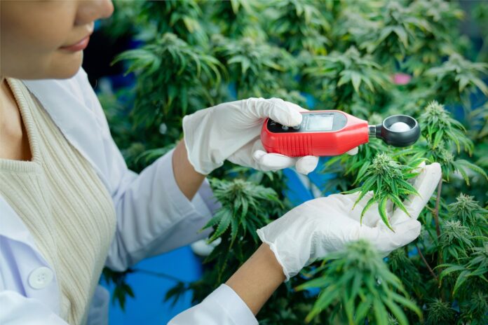 Professional scientist researchers and checking cannabis plants in a hemp field, Marijuana research.