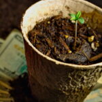 There’s Untapped Potential in the Billion-Dollar U.S. Homegrow Market dutch treat strain growing in small container over a stack of twenty-dollar bills
