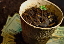 There’s Untapped Potential in the Billion-Dollar U.S. Homegrow Market dutch treat strain growing in small container over a stack of twenty-dollar bills