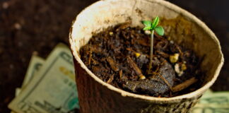 There’s Untapped Potential in the Billion-Dollar U.S. Homegrow Market dutch treat strain growing in small container over a stack of twenty-dollar bills