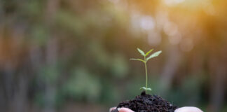 UPDATE: Illinois 5th District ‘Cannabis Candidate’ Accused of Abuse In the hands of cannabis growing seedling, Female hand holding marijuana seedlings, On nature field grass forest conservation concept