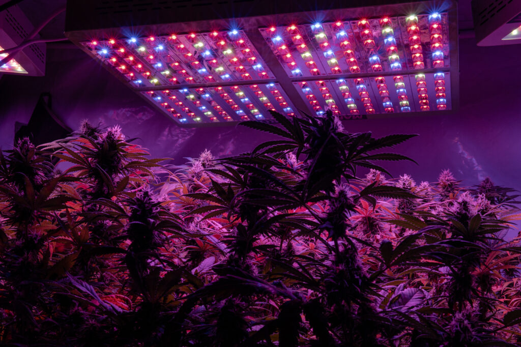 Professional LED grow light for growing. Best LED Grow Lights for Cannabis