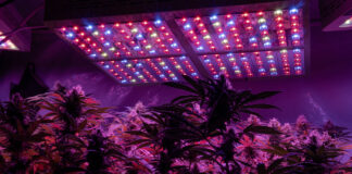 LED Lighting Pros and Cons Professional LED grow light for growing. Best LED Grow Lights for Cannabis